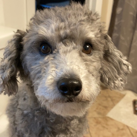 Meet your Posher, Stephanie - Picture 1 of 1